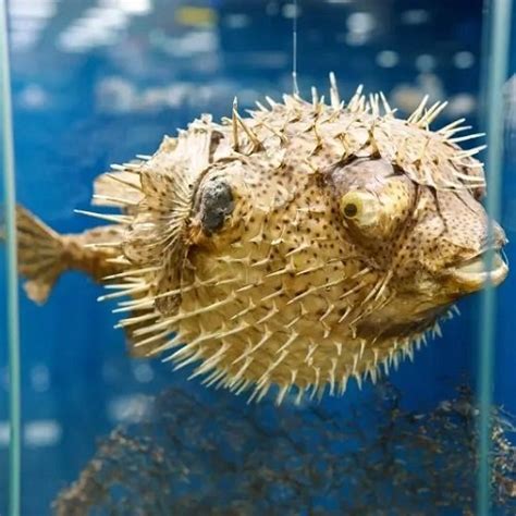 20 Ugly Fish Ugliest Fishes In The World Balcony Garden Web