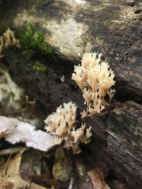 Crown Tipped Coral Fungus Mycology