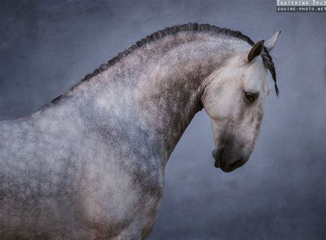 Photographs Of Lusitano Horses In Portugal By Ekaterina Druz Equine