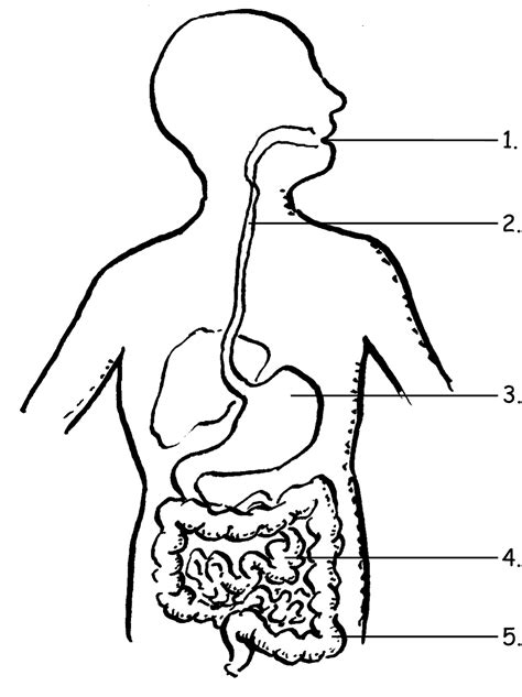 Digestive System Printables Web Life Size Digestive System Model