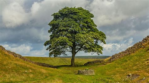 Famous Sycamore Gap Tree Deliberately Cut Down In Act Of Vandalism