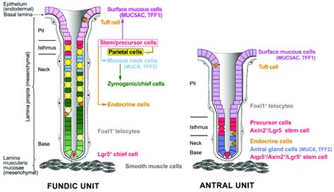 Schematic Representation Of The Gastric Mucosa And The Two Gross Types