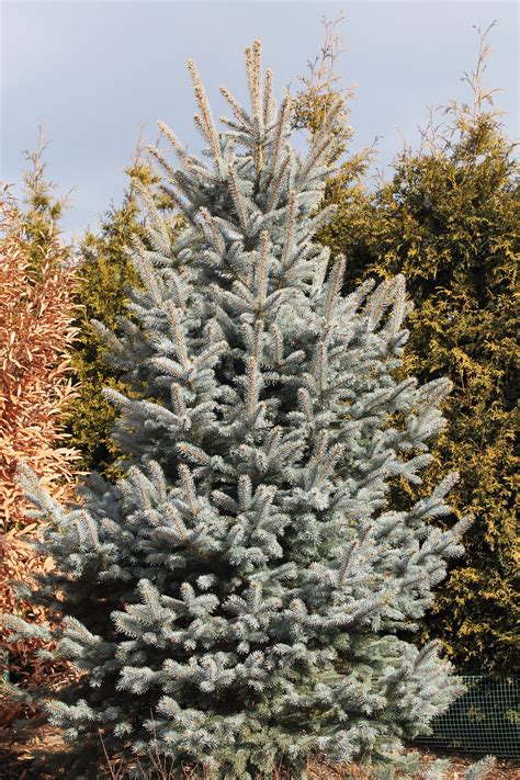 Garden Housecalls Dwarf Blue Spruce ‘fat Albert