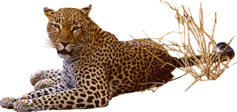 Free Leopard Png Transparent Images Download Free Leopard Png