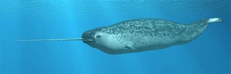 Narwhal Whale Whale Facts And Information