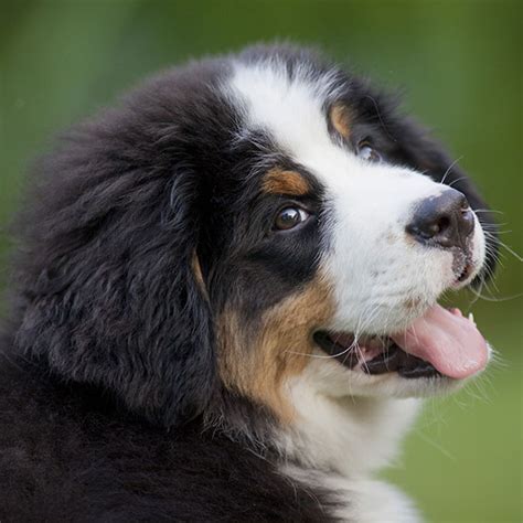 1 Bernese Mountain Dog Puppies For Sale In California