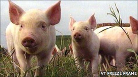 Pig Farmers In East Of England Fear Straw Shortage Bbc News