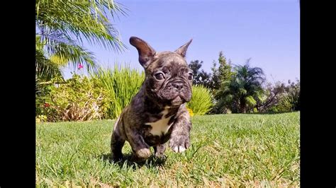 San gregorio, ca, usa, french bulldog puppies. Meet "Cash", the Perfect Brindle French Bulldog Male Puppy ...