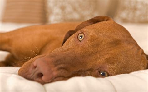 If Dogs Can Dream Can Dogs Have Nightmares Bark Post