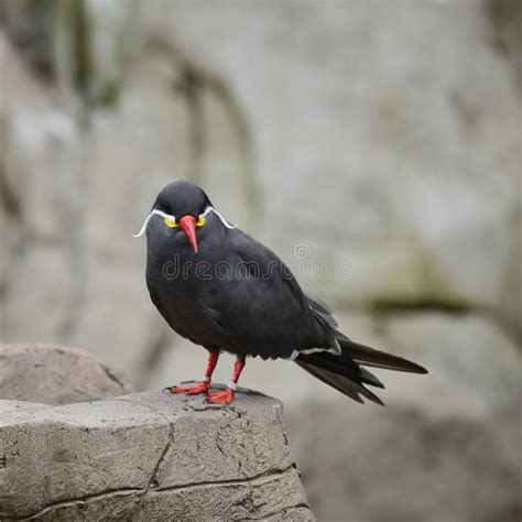 Portrait Of Ringed Inca Tern Birds On Rocks In Natural Habitat E Stock