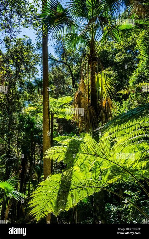 Fan Palm Forest Hi Res Stock Photography And Images Alamy