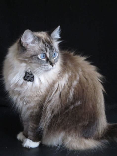131 Best Images About Long Haired Cats On Pinterest