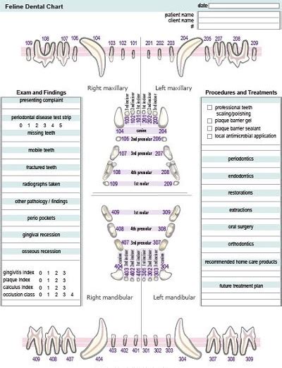 Feline leukemia (felv) is a highly contagious and deadly disease among cats. 15+ Free Printable Dental Chart Forms & Templates (PDF ...