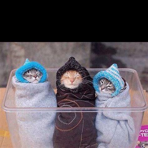 Cold Kitties Cute Animals Baby Animals Cats And Kittens