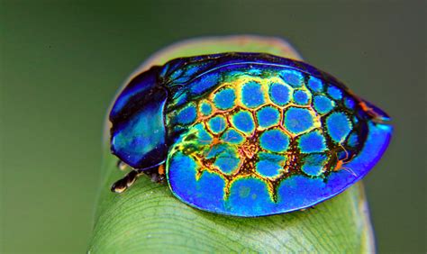 Extremely Beautiful Beetles With Photos Owlcation