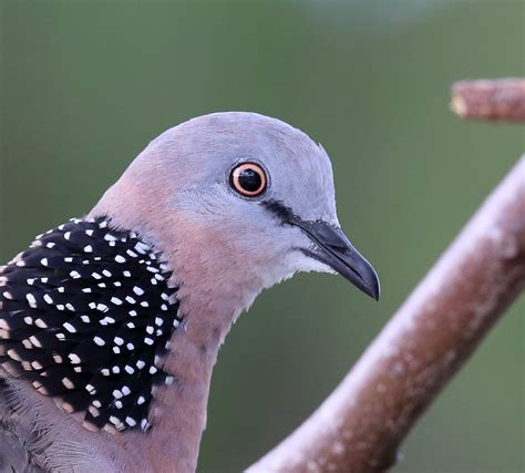 Spotted Dove Birdlife Australia