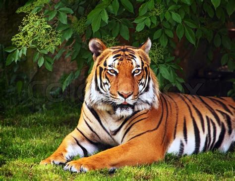 Sumatra Tiger Stock Foto Colourbox