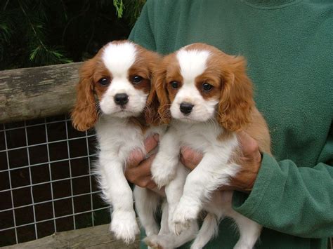 Buysell King Charles Spaniel Puppies Adopt Puppy Online In India