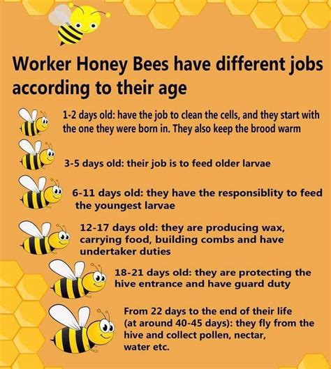 Jobs Of The Honey Bee Rinfographics