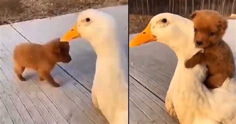 Puppy Meets A Duck For The Very First Time And Takes To It For A