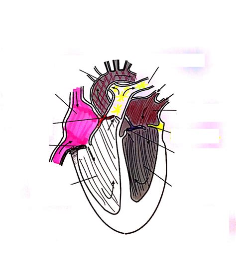 Heart Diagram Diagram Quizlet