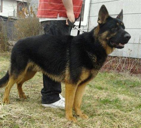 Akc Huge German Line German Shepherd Puppies Ready Now For Sale In