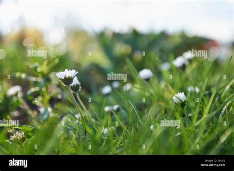 G Nsebl Mchen Bellis Perennis Bl Ten Wiese Nahaufnahme Stock Photo