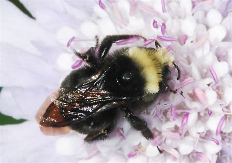 Yellow Faced Bumble Bee Static Bombus Vosnesenskii Bugguidenet