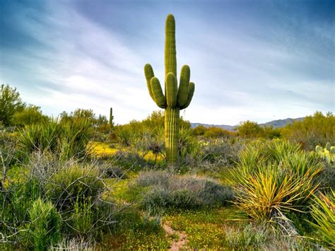 Growing Saguaro Cactus Information On Saguaro Cactus Care Gardening