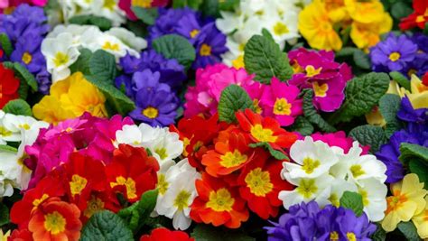 What Is Februarys Birth Flower The Two Official Flowers For February