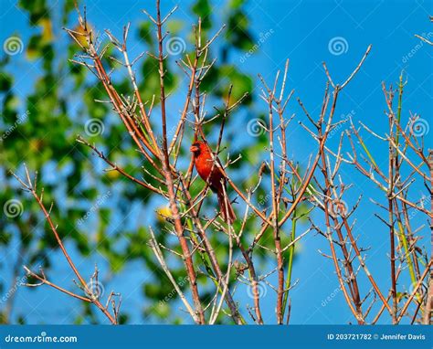 A Red Northern Cardinal Bird Perched Among Bare Tree Branches Stock