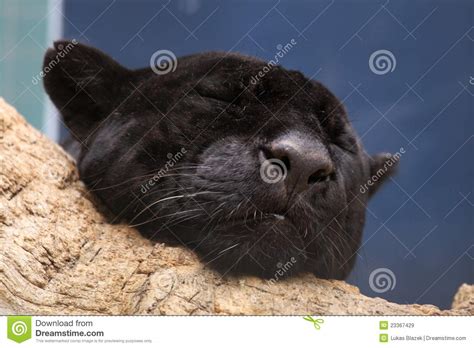 Sleeping Black Panther Royalty Free Stock Images Image