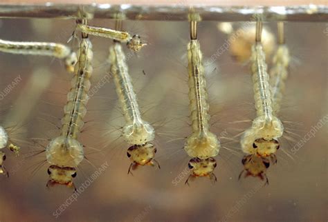 Larvae Of The Mosquito Stock Image Z3410035 Science Photo Library