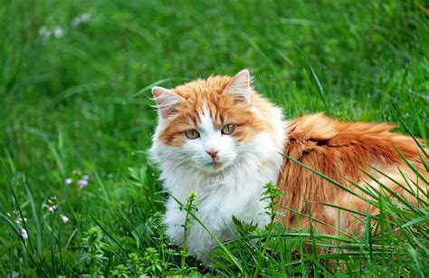 고양이 숙취 붉은 Pixabay의 무료 사진