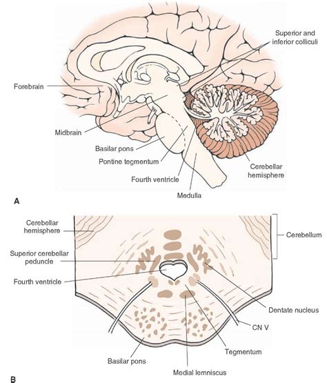 Brainstem Ii Pons And Cerebellum Part 1