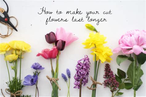 Tips And Tricks For Making Fresh Cut Flowers Last Longer — Idea Digezt