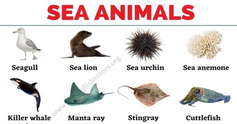 Sea Animals List Of 25 Animals That Live In The Sea With The Picture