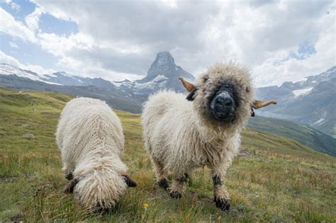 Fun Sheep At Matterhorn Switzerland Stock Photo Download Image Now