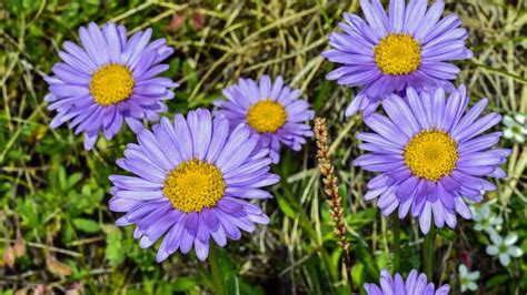 24 Gorgeous Types Of Aster Flowers 11 Is Wow