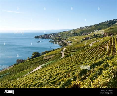 Lavaux Switzerland Landscape Of Lavaux Vineyard Terrace Hiking Trail