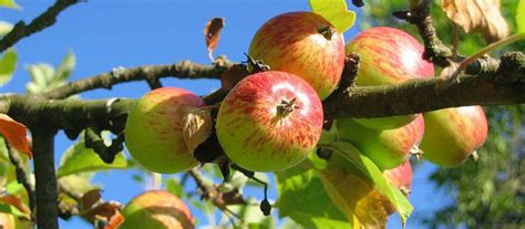 Fruit Trees Home Gardening Apple Cherry Pear Plum How To Trim A