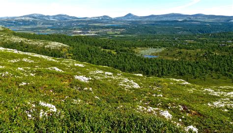 Norway Forests Grasslands Ringebu Nature Wallpapers Hd Desktop
