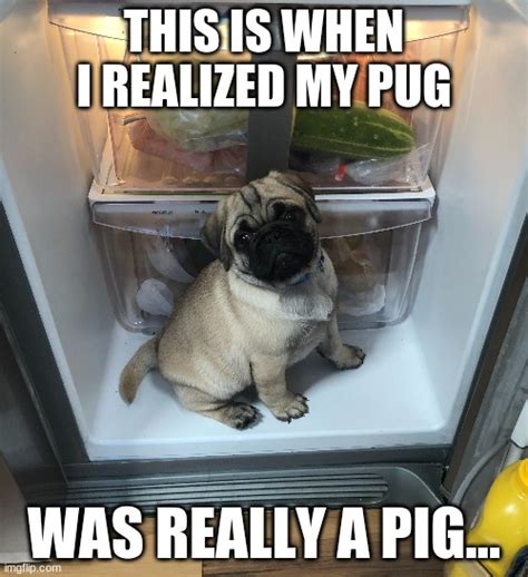 Pugs Are Really Just Pigs Spelled Wrong Imgflip
