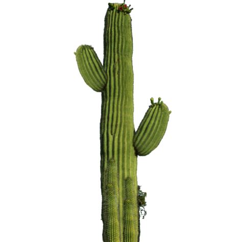 Cactus Png 10 Png All Png All