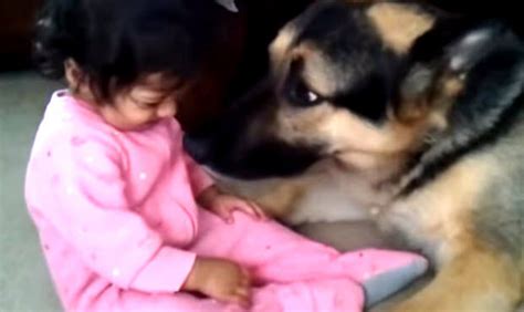 These Huge But Loveable Creatures Protect Their Families Dog Blab