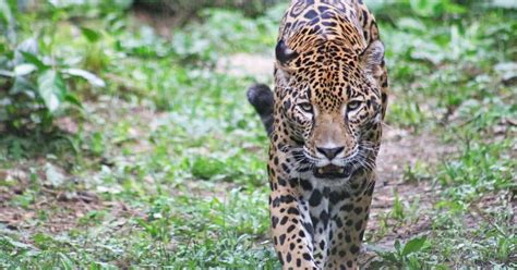 Jaguar Panthera Onca Us Fish And Wildlife Service