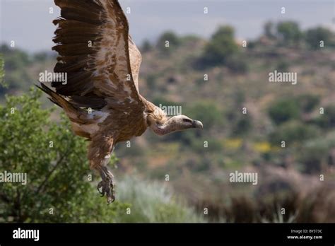 Griffon Vulture Gyps Fulvus Stock Photo Alamy