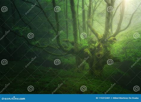Fantasy Forest With Fog Stock Image Image Of Orozco 115312401