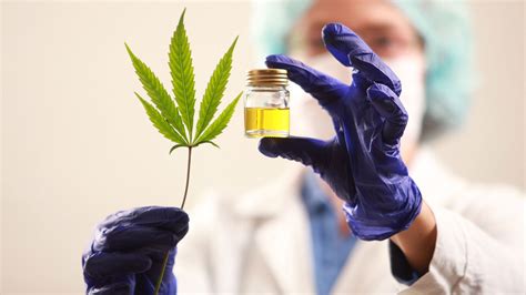 ¿cuÁl Es La SituaciÓn Del Cannabis Medicinal En El PerÚ Conoce AquÍ
