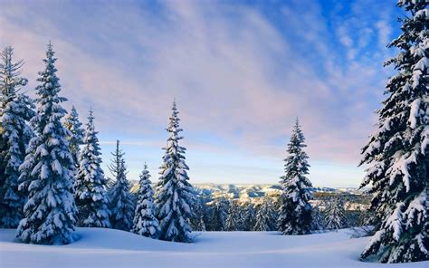 Nature Landscapes Mountains Hills Trees Forests Winter